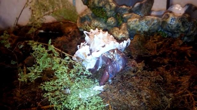 Сухопутный отшельник / Land Hermit Crabs