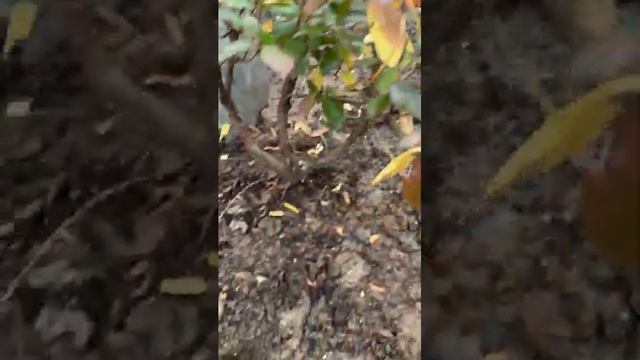 Продолжаем посадки на холмах смотреть онлайн