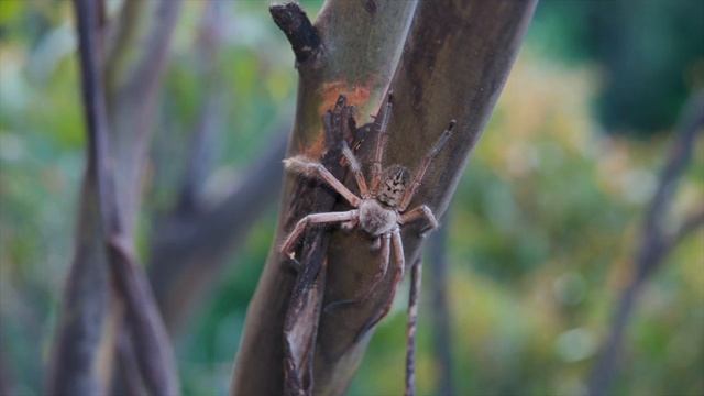 Huntsman spider encounter in Australia's tallest tree смотреть онлайн