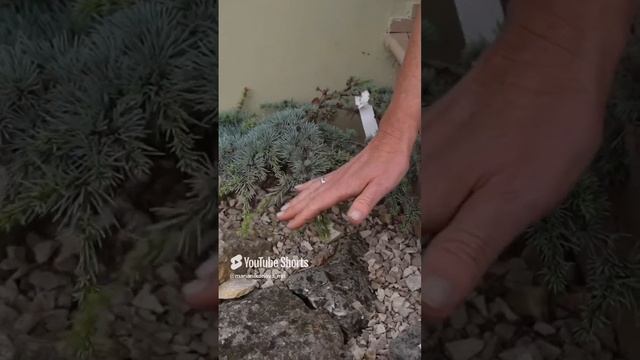 Кедр Атласский. смотреть онлайн