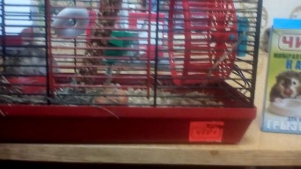 Хомяк Стёпа