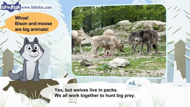 Meet the Animals 6_ Gray Wolf _ Level 2 _ By Little Fox смотреть онлайн