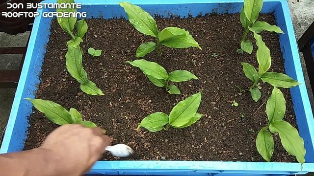 Paano Magtanim Ng Turmeric Sa Container I How To Grow Turmeric In Container