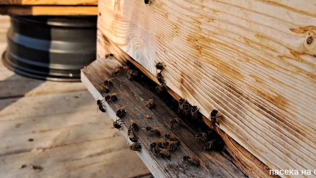 Что за странную ОБНОЖКУ приносят пчёлы? | Северное пчеловодство смотреть онлайн