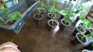 Как укоренились мои герани?