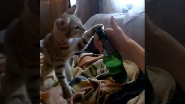 Прикол про кота смотреть онлайн