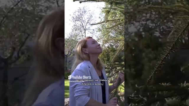 Ель обыкновенная сорт «Виргата». смотреть онлайн