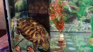 Охота на пиранью😂