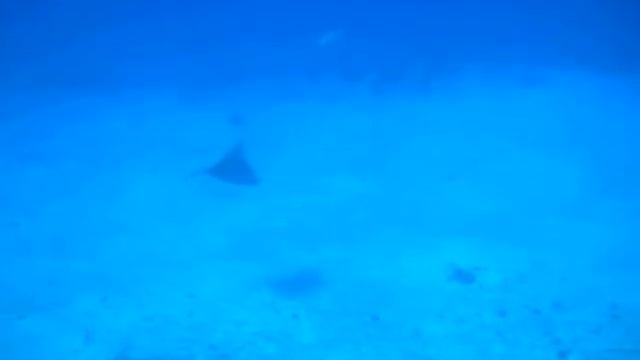 Spotted Eagle Ray Dec 16-2012 смотреть онлайн