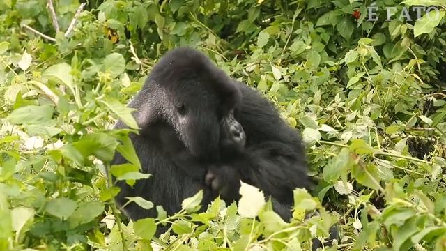 REPRODUÇÃO DOS GORILAS E CURIOSIDADES смотреть онлайн