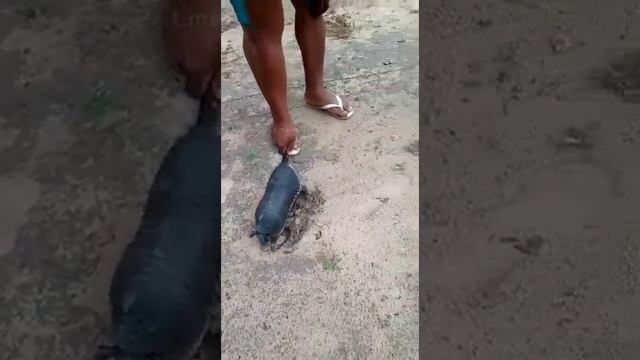 Землеройка 😉✌️😂😂😂 смотреть онлайн