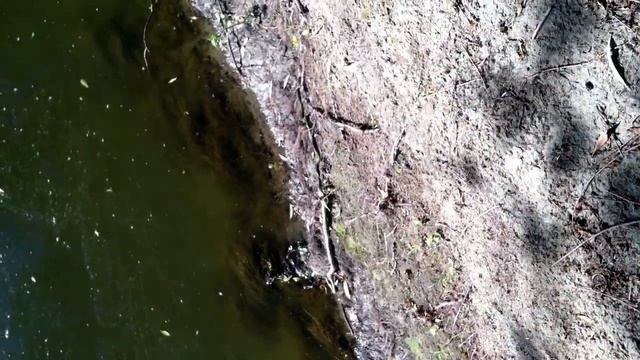 Ужи сражаются за бычка смотреть онлайн