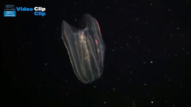 Jelly Fish Walnut смотреть онлайн