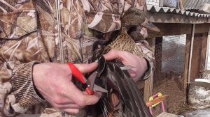 Подготовка подсадной утки к охоте, от А до Я.