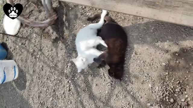 Восемьдесят шестая серия