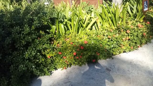 Доминикана/ осень 2021/ гуляю по территории отеля