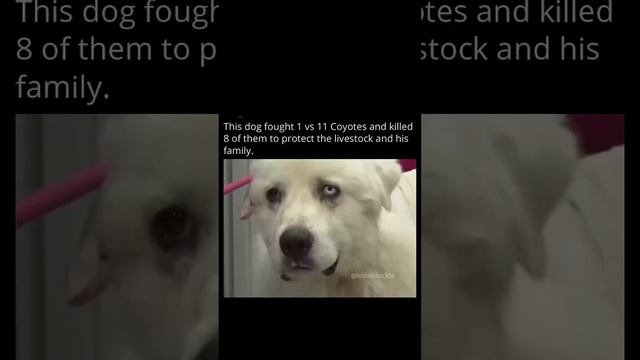 1 dog fought 11 coyotes and killed 8 of them to protect the livestock and his family смотреть онлайн
