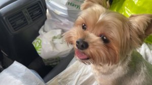 Голубика / Первый выезд на дачу / Коробка ростом с меня  25 апреля 2023 г.