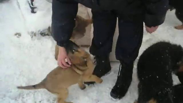бельгия не сдается.MOV смотреть онлайн