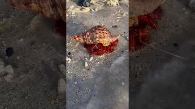 Маврикий. Mauritius. 毛里求斯。 смотреть онлайн