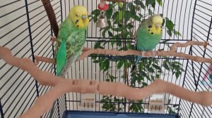 Волнистые попугаи. Budgie. 4K UHD