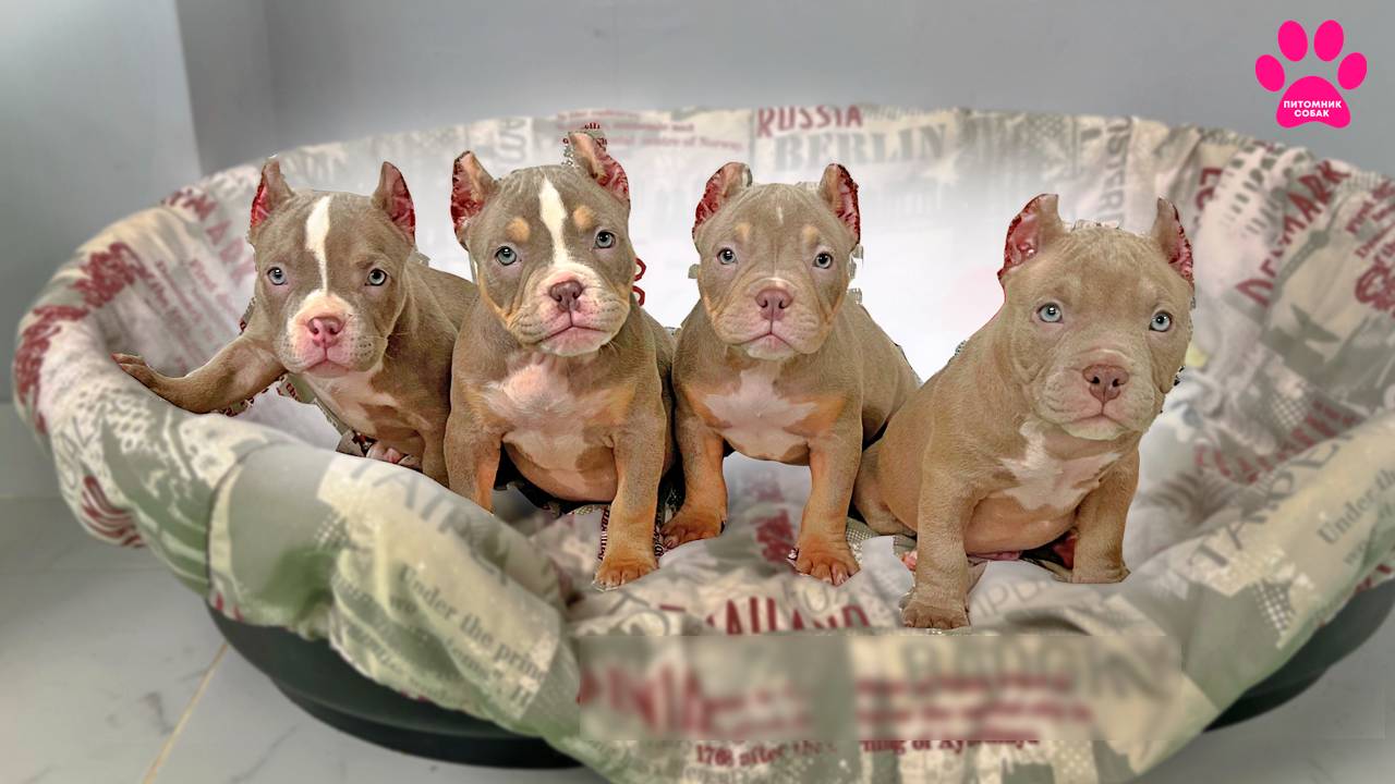 Щенки впервые в новом месте! Смотрим на реакцию и темперамент. Американские Булли в ждут хозяев! смотреть онлайн