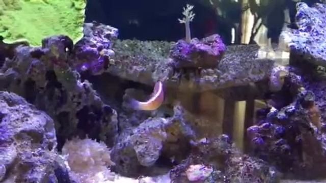 Heteractis Crispa & Amphiprion perideraion смотреть онлайн