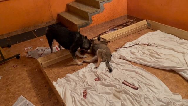 Стрелочка уникальная мамочка. смотреть онлайн