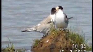 РЕЧНАЯ КРАЧКА И ДВА ПОВЗРОСЛЕВШИХ ПТЕНЦА