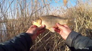 Ловля карася в зарослях камыша, весенняя рыбалка 2019, ловля на поплавок