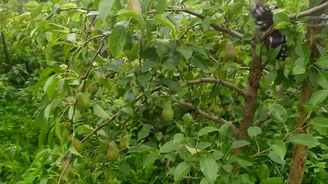 Подвои для груши..., рост дерева в зависимости от типа.