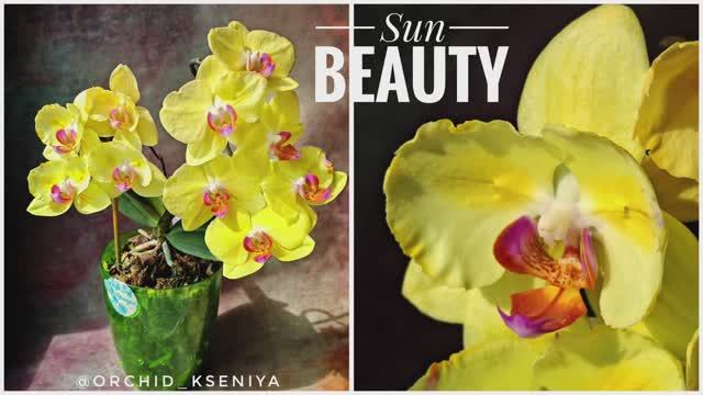Phal. Sun Beauty от Sonya orchids 🌼 Желтая орхидея бабочка Сан Бьюти 💛 Сорт не выгорает 👌🏻 Обзор смотреть онлайн