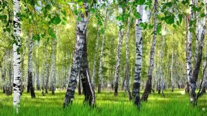 БЕРЁЗОВАЯ РОЩА  футаж #футаж