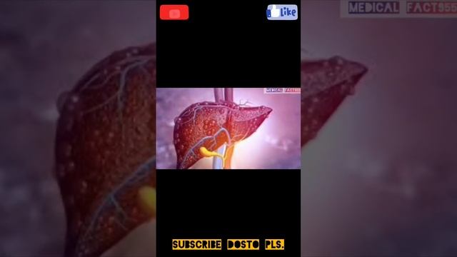 hepatitis b ka pata kaise lagta hai kya karen ilaj#subscribe#like #share to my channel dosto please смотреть онлайн