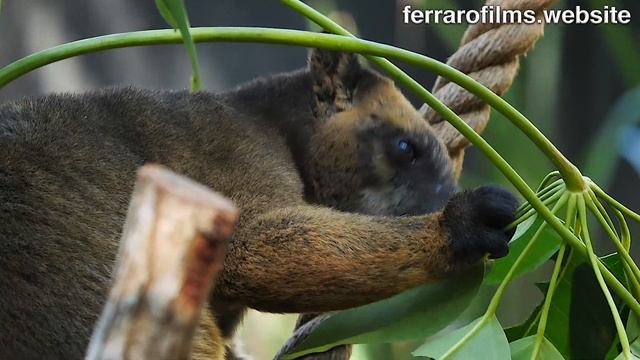 Australian Mammals 9 - Lumholtz's Tree Kangaroo смотреть онлайн