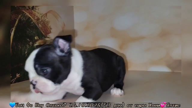 Олтью смотреть онлайн