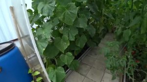 Утепляем дом / «Лес рубят - щепки летят» / Пострадал газон 4 августа 2021 г.