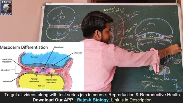 Mesoderm Differentiation |Coelom Formation | Human Reproduction | 2ndYear Zoology | Rajesh Biology смотреть онлайн