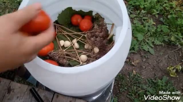 Соленые помидорчики... смотреть онлайн