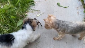 Маленькие охотники охотятся стаей  / Моя покупка - жёлтый пион 7 июля 2022 г.