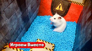 Помогаем хомяку выбраться из лабиринта для умных животных ! Видео для детей 👍
