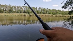 Белый амур на флэт фидер, рыбалка осенью 2024