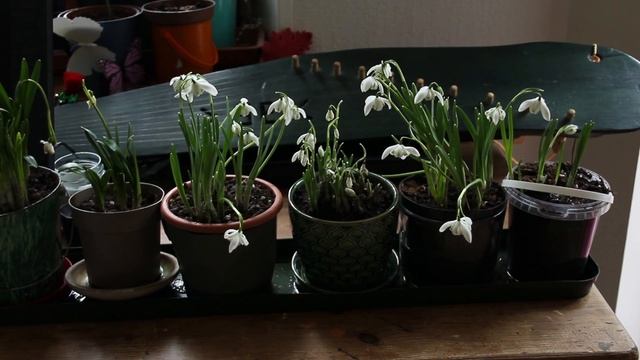 Walkthrough Of Recording Wild Snowdrops In Latvia (Pt. 1)