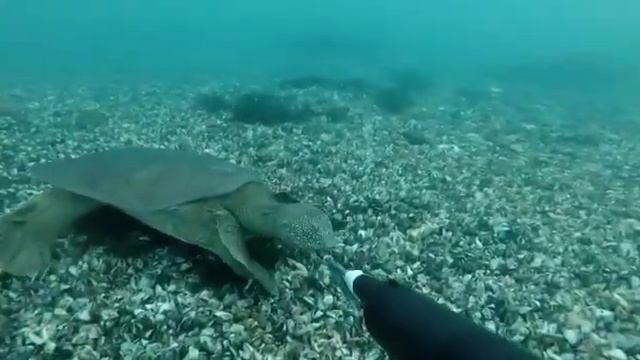 ( черепаха) Кхераме УьнтIепхьид тайпанар ю хІара, ларлолаш смотреть онлайн
