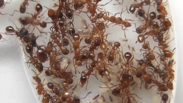 More ruginodis eggs смотреть онлайн