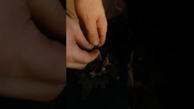 SURVIVOR X Magnesium Fire Starter Review смотреть онлайн