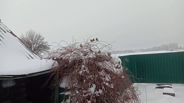Наш Воробьятник. смотреть онлайн
