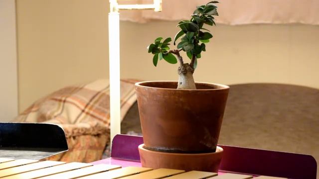 [PLANT BAND] Louis Moreau Gottschalk - Pasquinade, Op.59 смотреть онлайн