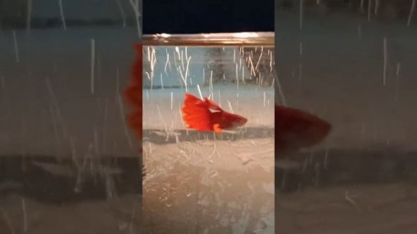 гуппи красный альбинос