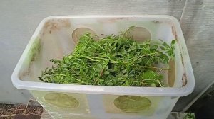 Мраморный таракан содержания, правильный исектарий.